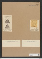Triceratium pallidum Grev. (de-Toni-Nr.: Genus 140, Species 3811) Zeichnungen Sammlung Grunow Nr. 7308 (NHMW-BOT-W0376340)
